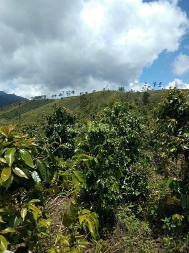 Bán lô đất đẹp trên đồi wieu đẹp có suối chảy rất đẹp nhìn toàn khu vực xã đạ chais - lạc dương - lâm đồng.