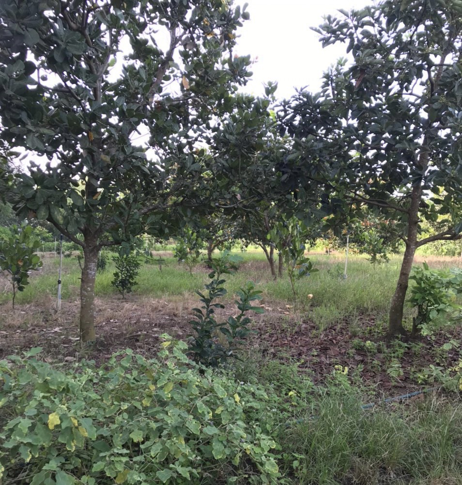 Chính chủ cần bán lô đất Tại Xã Xuân Tây, Huyện Cẩm Mỹ, Tỉnh Đồng Nai.