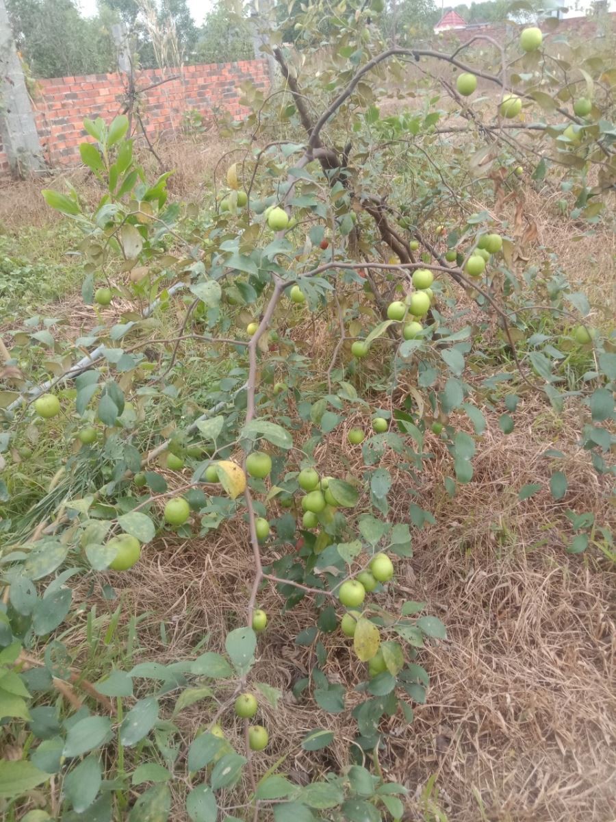 Chính Chủ Cần bán Đất Vị Trí Đẹp Tại Tỉnh Đồng NaiĐịa Chỉ : Đường Bùng Binh, Xã Thiện Tân, Huyện Vĩnh Cửu, Đồng Nai