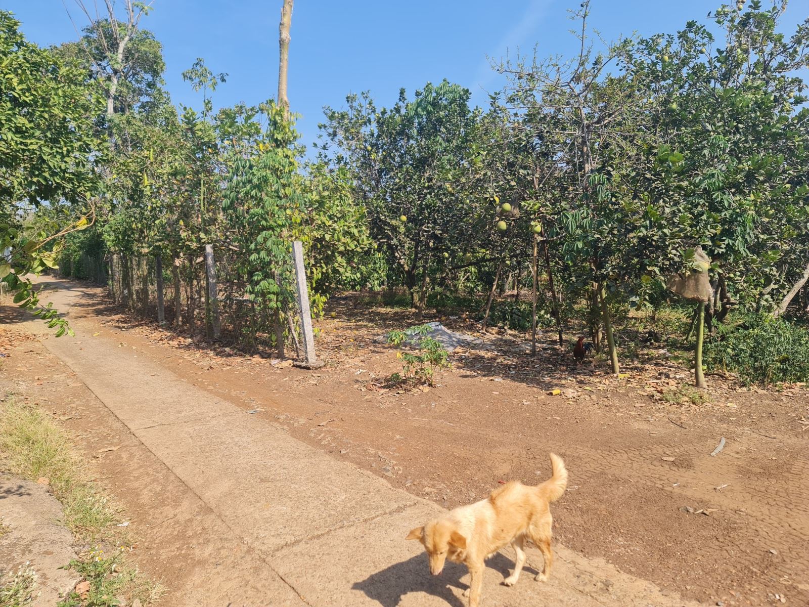 Bán đất diện tích 7, 5 sào giá 1, 5 tỷ/ sào, tại ấp 8, Bàu Cạn, Long Thành, Đồng Nai